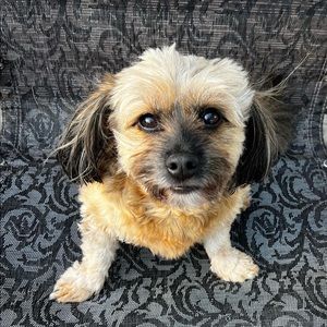 My cute pup with ivdd